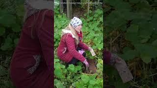 Schnecken im Garten bekämpfen  Garten Quick Tipp Gartengemüsekiosk shorts [upl. by Sy]