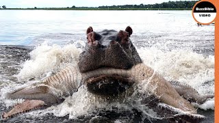 Hippos Exact Retribution On Crocodile Who Killed a Calf [upl. by Gabriel]