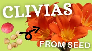 Growing Clivia Seeds For Your Nursery [upl. by Idnym]