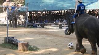 Elephant Football in Thailand [upl. by Lamdin]