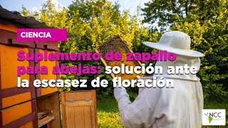 Suplemento de zapallo para abejas solución ante la escasez de floración [upl. by Aehs948]