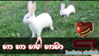 Ha ha hari hawa හා හා හරි හාවා [upl. by Alessandro]