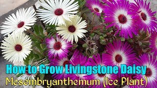 Ice Plant Flower  How to Grow Livingstone Daisy  How to Grow Mesembryanthemum From Seeds [upl. by Annahaj]