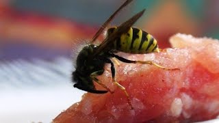 Wespe sammelt Fleisch Nahaufnahme Gemeine Wespe Deutsche Wespe Close up wasp [upl. by Kremer647]