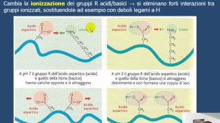 La denaturazione delle proteine HD [upl. by Arinayed]