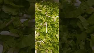 Cut lettuce for spring roll fresh appetizer food streetfood cooking how howto yummy nice [upl. by Gabriellia]