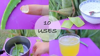 10 ways I use Aloe Vera  Love this stuff [upl. by Ariem]