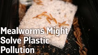 Plastic Eating Worms Take A Bite Out Of Pollution [upl. by Cohla]