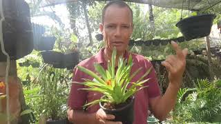 como cuidar de bromelias showbromelia gusmaniaflores [upl. by Heintz]