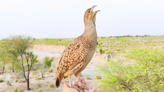 Dakhni teetar sound  teetar voice  gray francolin teetar voice  female teetar sound [upl. by Rehpotsirhc]