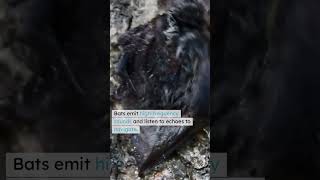 How Do Bats Use Echolocation [upl. by Annecorinne]