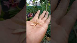 Sandpaper Vine Seeds  Biji Benih sandpapervine [upl. by Aneeles]