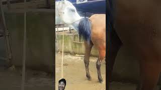 horse horselover equestrian animals horseriding duetz comedyfilms animaltv funnycomedy cow [upl. by Bonina]