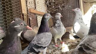 Pigeons Tipplers on loft 2024 NEW NEW VIDEO [upl. by Inva]