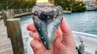 Giant Megalodon Shark Tooth Found in the Ocean Scuba Diving [upl. by Cavallaro161]