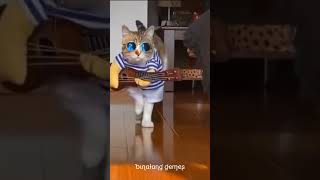 Keren banget kucing ini bawa gitar😂 shorts cats funny [upl. by Saint]