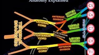 Brachial Plexus Brachial Plexus anatomy [upl. by Aubyn]