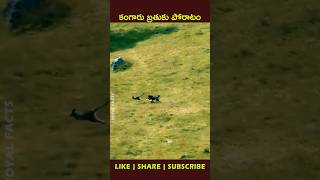 Most precious movementfactsintelugu youtubeshorts shortvideo [upl. by Linzy637]