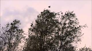 Swarm of Fieldfares  Zwerm Kramsvogels Turdus Pilaris [upl. by Enitnatsnoc944]