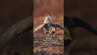 尖尾松雞 SharpTailed Grouse｜♥️純分享♥️動物♥️生活｜所有資訊均來自書籍及網絡請多多指教1噸娃娃 1tonwawa 尖尾松雞 SharpTailedGrouse [upl. by Petta]