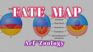 FATE MAP  Acf Zoology  Zoology Classes  UPSC ZOOLOGY  Bsc Zoology  NEET ZOOLOGY  MSc Zoology [upl. by Enytsirk]