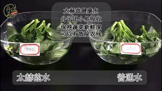 【 太赫茲水吸收力菜心試驗 】太赫茲水太赫茲水儀太赫茲水功效太赫茲真假 [upl. by Todhunter627]