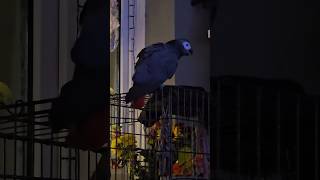 Parrot Sings ‘Bowen’s on Fire’ chant 🦜 [upl. by Noevad147]