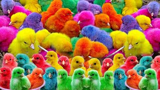 Menangkap ayam lucu ayam warna warni ayam rainbow bebek angsa ikan hias ikan cupang [upl. by Yruj]