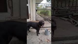 anjing menggonggonganjingyoutubeshortsvideo [upl. by Brinna257]