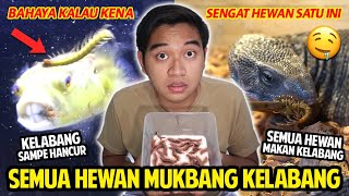 SEMUA HEWAN DI RUMAH MUKBANG KELABANG BERBISA BAHAYA KALAU KENA SENGAT HEWAN INI SEMUANYA SUKA [upl. by Wandis]