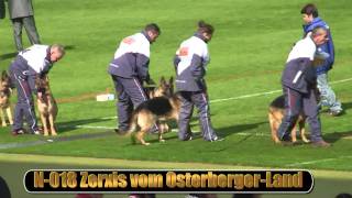 2010 SV BSZS NKGR part 10 Zerxis vom OsterbergerLand HD [upl. by Nesnar59]