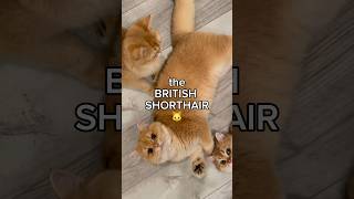 the BRITISH SHORTHAIR 🐱catbreed [upl. by Wakerly241]