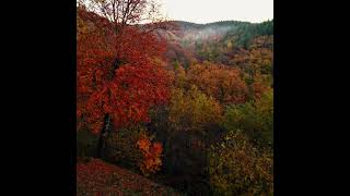 Promenade en automne  hautbois  cordes percussions chromatiques et cuivres [upl. by Haim]