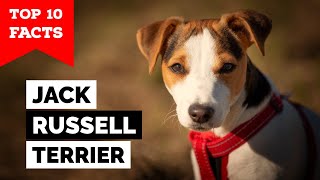 Jack Russell Terrier  Top 10 Facts [upl. by Ogden]