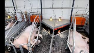 Liquid feeding for PIG Farms  SKIOLD [upl. by Chastain499]