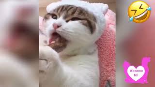 🐶 Dose dhumour 😻 Vidéo Betisier Drole Chien et Chat [upl. by Aryan64]