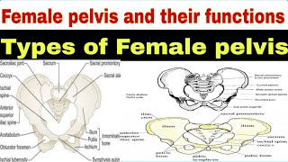 Understanding the Female Pelvis Types Functions and Anatomy Explainedquot [upl. by Annaegroeg650]