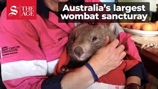 Wombat Woman Australia [upl. by Giorgi955]