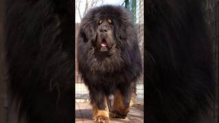 Pitbull vs Tibetan mastiff fight 😡🔥 kon jitega shorts shortsfeed viralshorts doglovers [upl. by Eked]