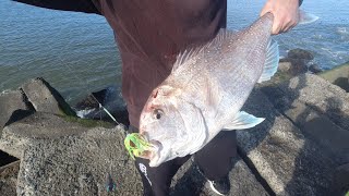 Winter Snapper off the rocks in Wanganui [upl. by Eremehc689]