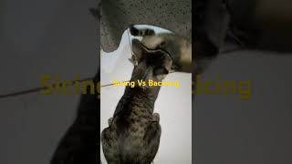 Sicing Vs Bacicing anakkucinglucuimutgemesin cat [upl. by Haleemak]