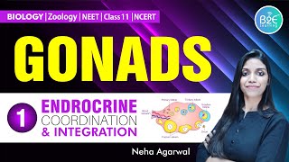 GONADS  PRIMARY SEX ORGANS  NEET BIOLOGY  SEX HORMONES FROM TESTIS amp OVARIES  NCERT HIGHLIGHTS [upl. by Yslek]