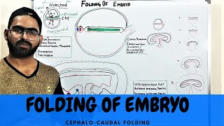 HEAD AND TAIL FOLDING OF EMBRYO  CEPHALOCAUDAL FOLDING  DEVELOPMENT OF GIT 1 [upl. by Tereb]