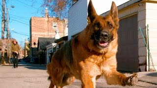 German Shepherd Dog Running In 4K Slow Motion  Alsatian Shepherd Dog [upl. by Babbie519]