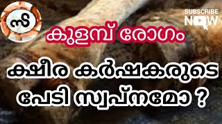 കന്നുകാലികളിലെ കുളമ്പ്  രോഗം Foot and mouth disease in cattle  Malayalam v59 [upl. by Levin]