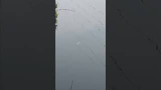 mdfisher1 small hook fishing in pond [upl. by Cherida]