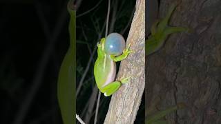 The sound of frogs croaking at night🐸shortsanimalsvairalsoundyoutubeshortstrandingpetsfrog [upl. by Milla]