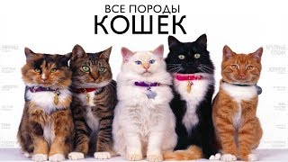 ВСЕ ПОРОДЫ КОШЕК МИРА [upl. by Winnick712]