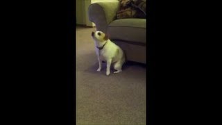 Dog Dancing To Eminems Shake That Full Song [upl. by Caril]