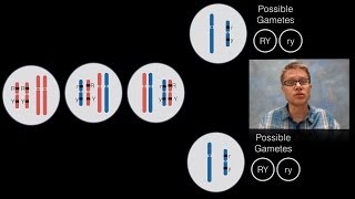 Chromosomal Inheritance [upl. by Devin]